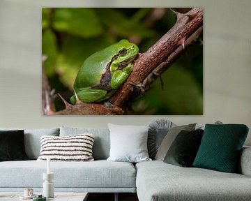 Tree frog enjoying the sunshine. by Els Oomis