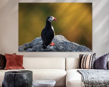 Atlantic Puffin or Common Puffin, Fratercula arctica, Norway by Frank Fichtmüller