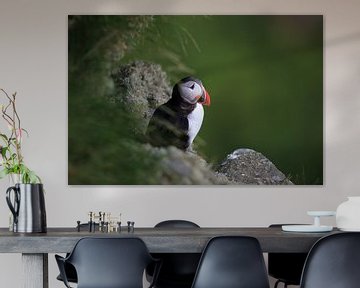 Puffins in the last evening light Norway by Frank Fichtmüller