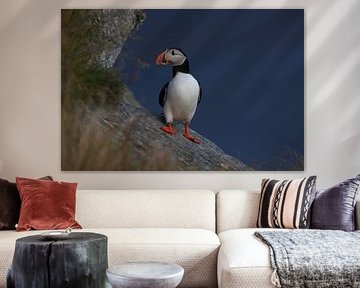 Atlantic Puffin or Common Puffin, Fratercula arctica, Norway