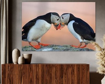 Atlantic Puffin or Common Puffin, Fratercula arctica,Runde, Norw