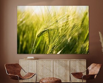 Récolte de céréales Nature Cornfield : fin de l'été en vue dans le paysage limbourgeois