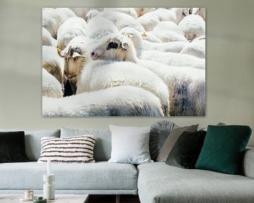 Herde weißer Schafe von Patrycja Polechonska