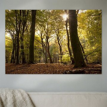 Zon in het bos op de Veluwe (Speulderbos)