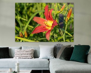 Taglilie, Hemerocallis von Alexander Ludwig