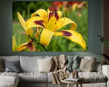 Taglilie, Hemerocallis von Alexander Ludwig