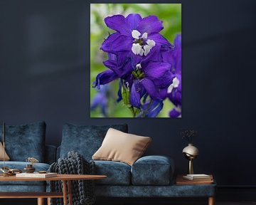 Rittersporn, Delphinium elatum von Alexander Ludwig