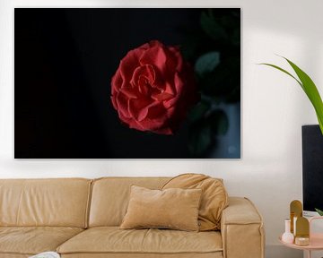 mystic rose by Caros Zauberland