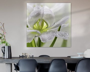 Tulp met waterdruppel van Violetta Honkisz