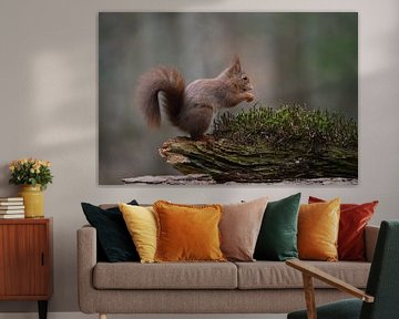 Squirrel by Bart Hendrix