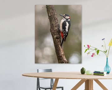 Pied Woodpecker