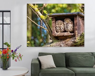 Des poussins de chouettes qui prennent un bain de soleil sur Michelle Peeters