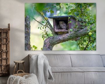 Steenuiltje in uilenkast in boomgaard van Michelle Peeters