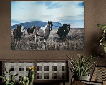 Paarden in IJsland van Timewall by Fay