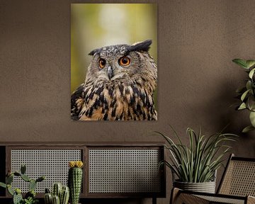 Portrait d'un hibou grand-duc d'Europe sur KB Design & Photography (Karen Brouwer)