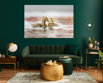 Young goslings swim together by Photo and Art