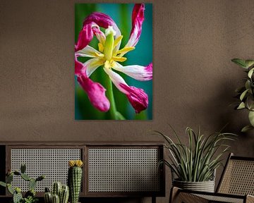 Blooming tulip by Edwin Boer