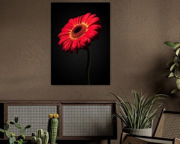 Gerbera by Ramon van Bedaf