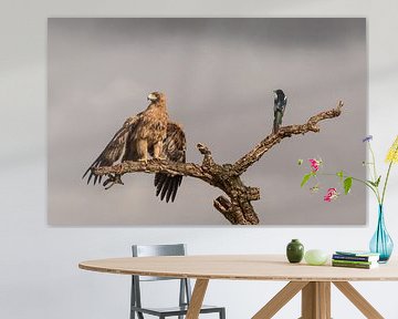 The eagle and the magpie van Claudia van Zanten