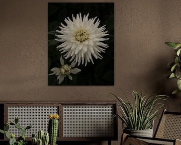 Dahlia white cactus by Saskia Schotanus