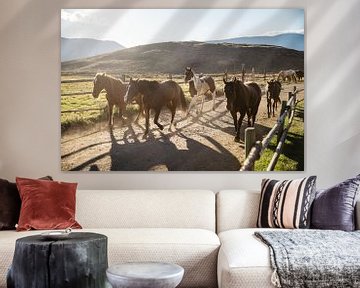 Rennende paarden en pony's op de western ranch in Canada van Marit Hilarius