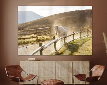 Wit western paard op weg naar de weilanden - western horse ranch in Canada van Marit Hilarius