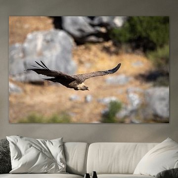 Ein Gänsegeier im Flug