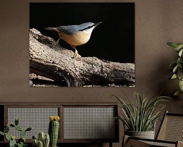 nuthatch