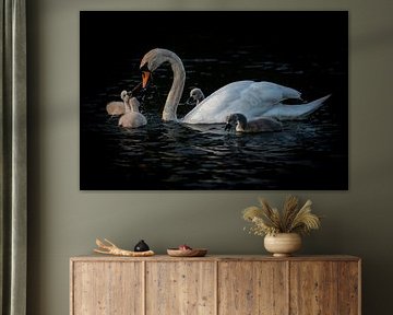 Swan with young.