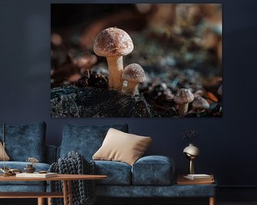 Mushrooms by Adri Rovers