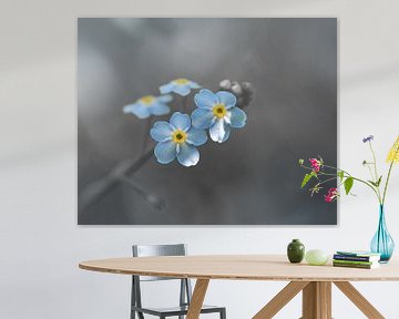 Forget me not flower blue and grey by Kyle van Bavel