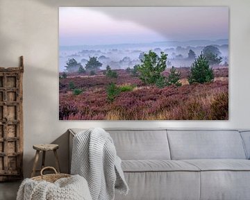 Bloeiende heide op de Hoge Veluwe in Nederland bij zonsopgang