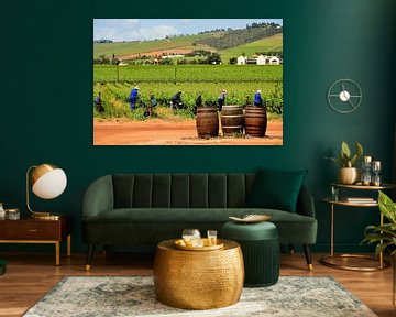 Druivenplukkers in wijngebied Zuid Afrika van Truus Hagen