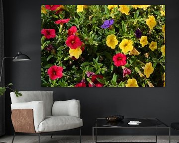 kleurrijk bloeiende petunia's van Heiko Kueverling