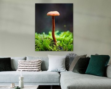 Mushroom by Goos den Biesen