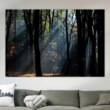 Sunbeams in the forest.