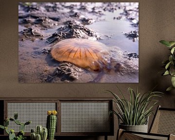 Orange jellyfish washed ashore on the tidal flats, texel, wadden sea by John Ozguc