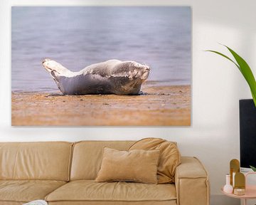 zeehondje aan het zonnebaden op texel, waddenzee van John Ozguc