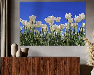 tulipes blanches avec un ciel bleu sur Angelique Nijssen