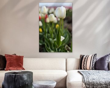 Bloeiende tulpen in een tulpenveld van Heiko Kueverling