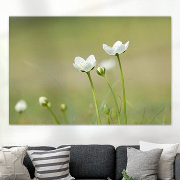 Wild flower Parnassus