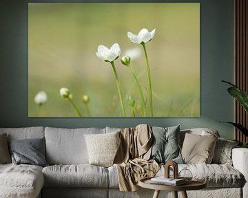 Wildblume Parnassus von Marian Sintemaartensdijk