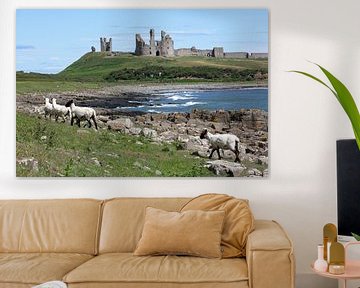 Moutons au château de Dunstanburgh dans le Northumberland