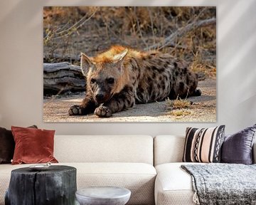 Hyenajong liggend in Krugerpark Zuid Afrika van Truus Hagen