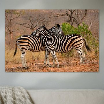 Amoureux des zèbres dans le parc Kruger en Afrique du Sud