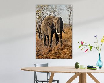 Olifant met wapperend oor in het Krugerpark Zuid Afrika van Truus Hagen