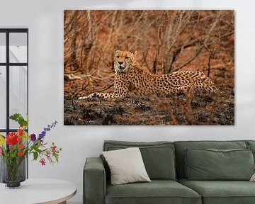 Cheeta (jachtluipaard) bij Bayala private Safari in Hluhluwe Zu van Truus Hagen