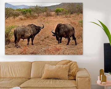 Kafferbuffel bij Bayala private Safari in Hluhluwe Zuid Afrika van Truus Hagen