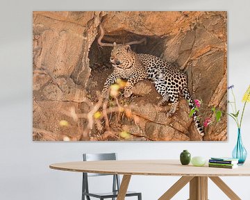 Luipaard (panter) in het Krugerpark Zuid Afrika van Truus Hagen