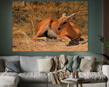 Steenbokantilope (Steenbokkie) in Krugerpark Zuid Afrika van Truus Hagen